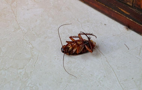 A dead cockroach on the kitchen floor