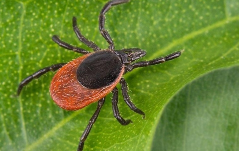 A deer tick with black legs crawling on a leaf
