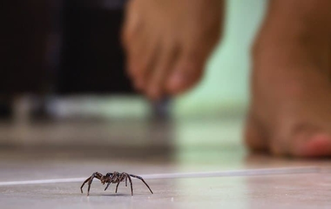 A house spider crawling on the floor