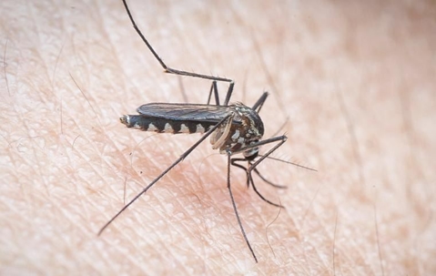 A mosquito biting an arm