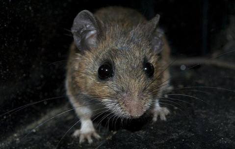 A close up image of a rat in the dark