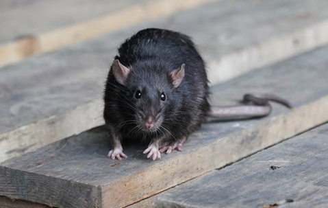A rat crawling on a cement stairs