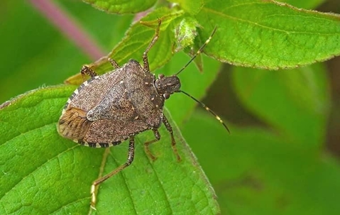 A stink bug on a leaf