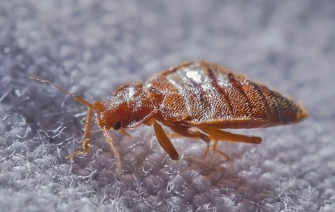A close up image of a bed bug on a cloth