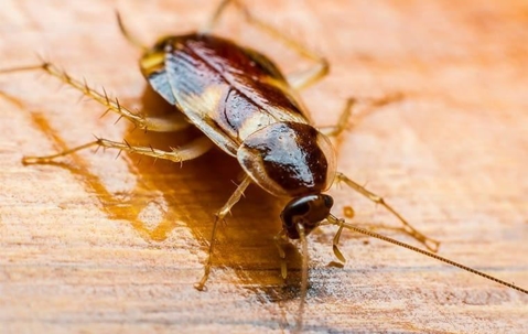 A brown banded cockroach crawling on a wood floor