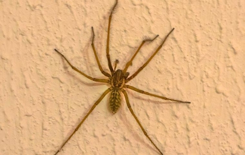 A house spider on a wall
