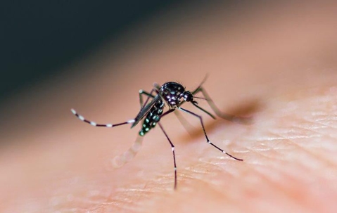 A mosquito on the skin of a human