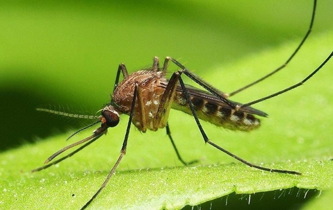 A mosquito that landed on a green leaf