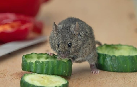 A mouse eating zucchini on a countertop