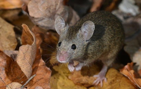 A mouse crawling on dried leaves