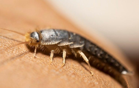 A silverfish crawling on a book