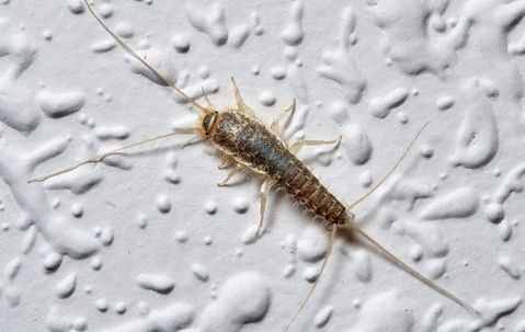 A silverfish crawling on a white surface