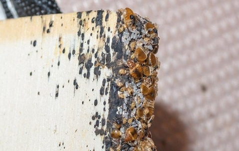 An image of an active bed bug infestation