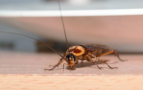 An American cockroach crawling on a kitchen floor