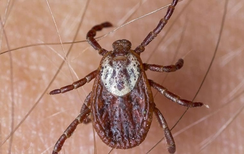A close up image of an American dog tick