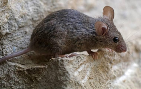 A close up image of a house mouse