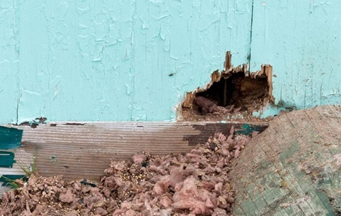 An image of damages caused by rodents to a house