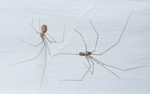 Spiders in a house