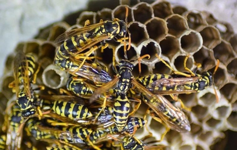 A close up image of wasps in their nest