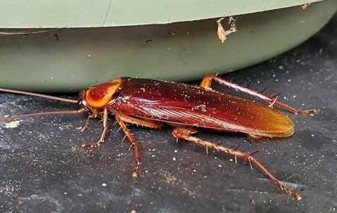 A cockroach in a basement