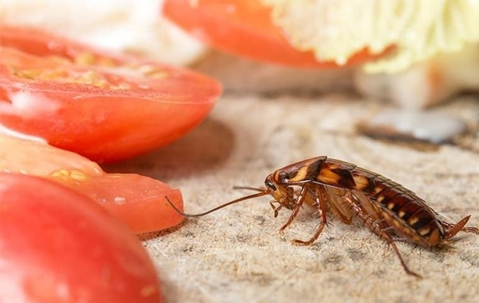 A cockroach crawling on a kitchen counter filled with food