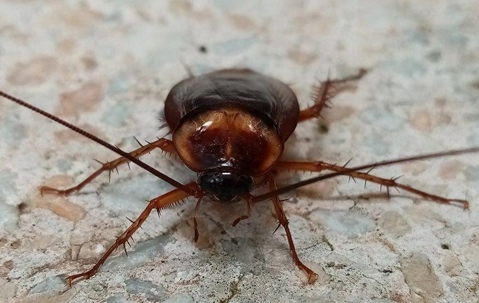 A close up image of a cockroach on a marble counter