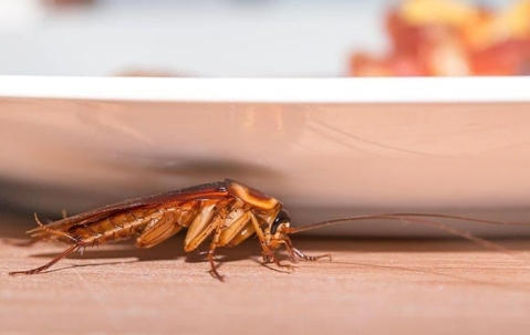 A cockroach under a plate on a kitchen table