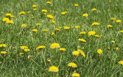 Dandelion weeds in a green lawn