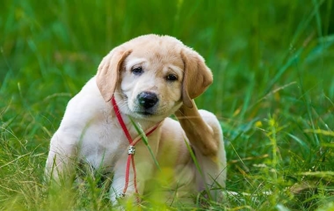 A dog scratching its ear on a yard full of grass