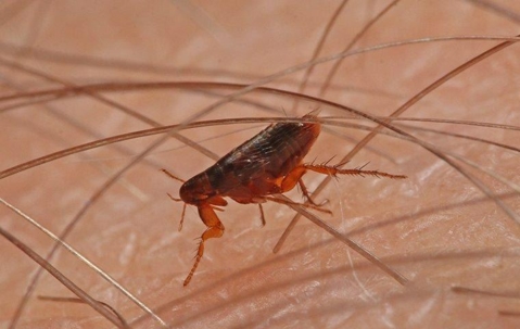 A close up image of a flea on skin