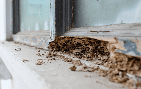 termite damage on doorframe