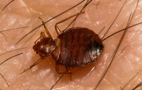 Bed bugs make life miserable in Mooresville.