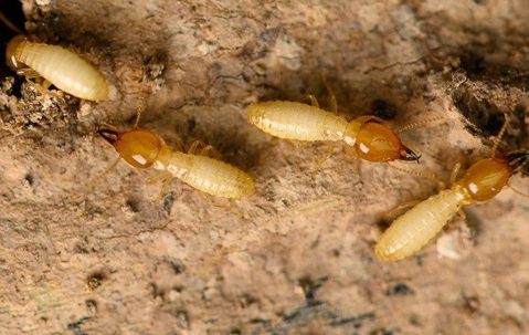 Pest Control thumbnail