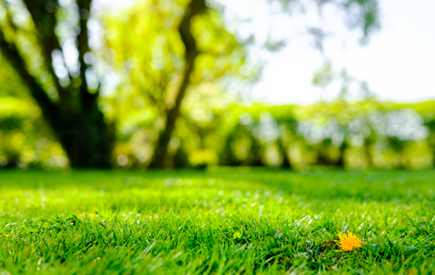 nice mooresville lawn