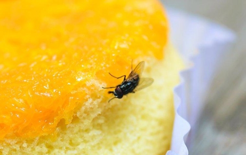 fly on cake