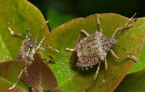 up close image of stink bug on leaves