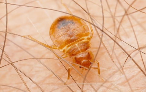 bed bug crawling and biting human skin