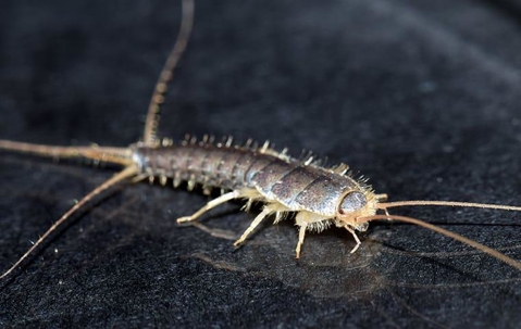 silverfish prevention