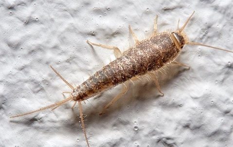 Silverfish infestation hotsell