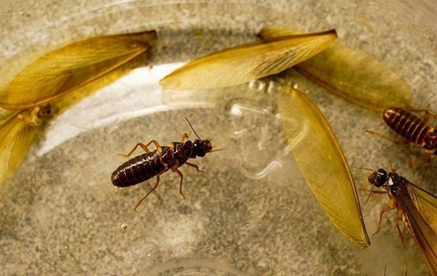 An image of termite swarmers inside a jar