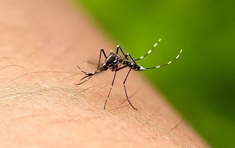 A mosquito biting skin