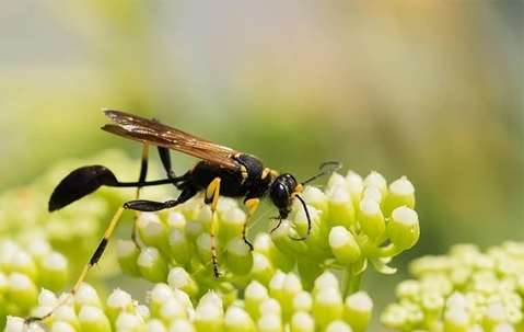 A mud dauber wasp on a flower