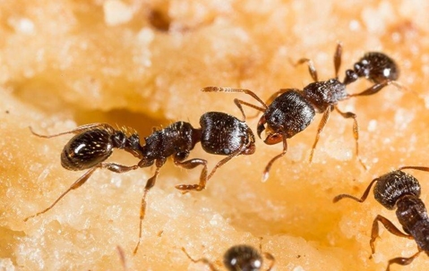 A close up image of pavement ants on a yellow surface