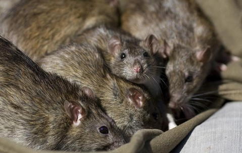 A group of rats eating