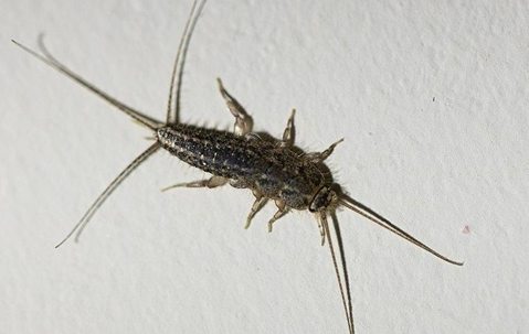 A close up image of a silverfish crawling on a paper