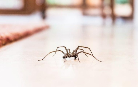 A spider crawling across the floor