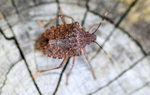 A stink bug on wood