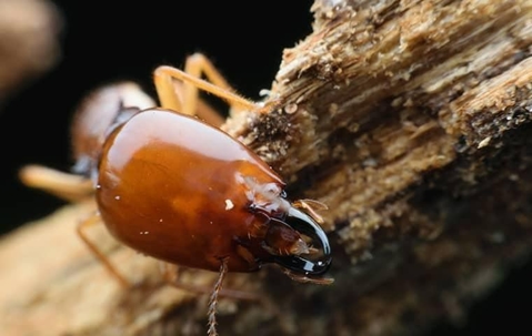 A close up image of a termite on wood
