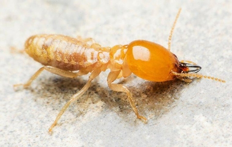 Blog - Things To Expect During A Termite Inspection