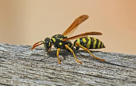 A wasp crawling on a wooden fence post